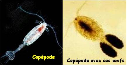 2_Coppodes