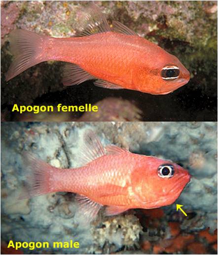 Cpl_Apogon