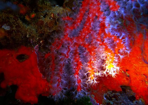 corail_rouge
